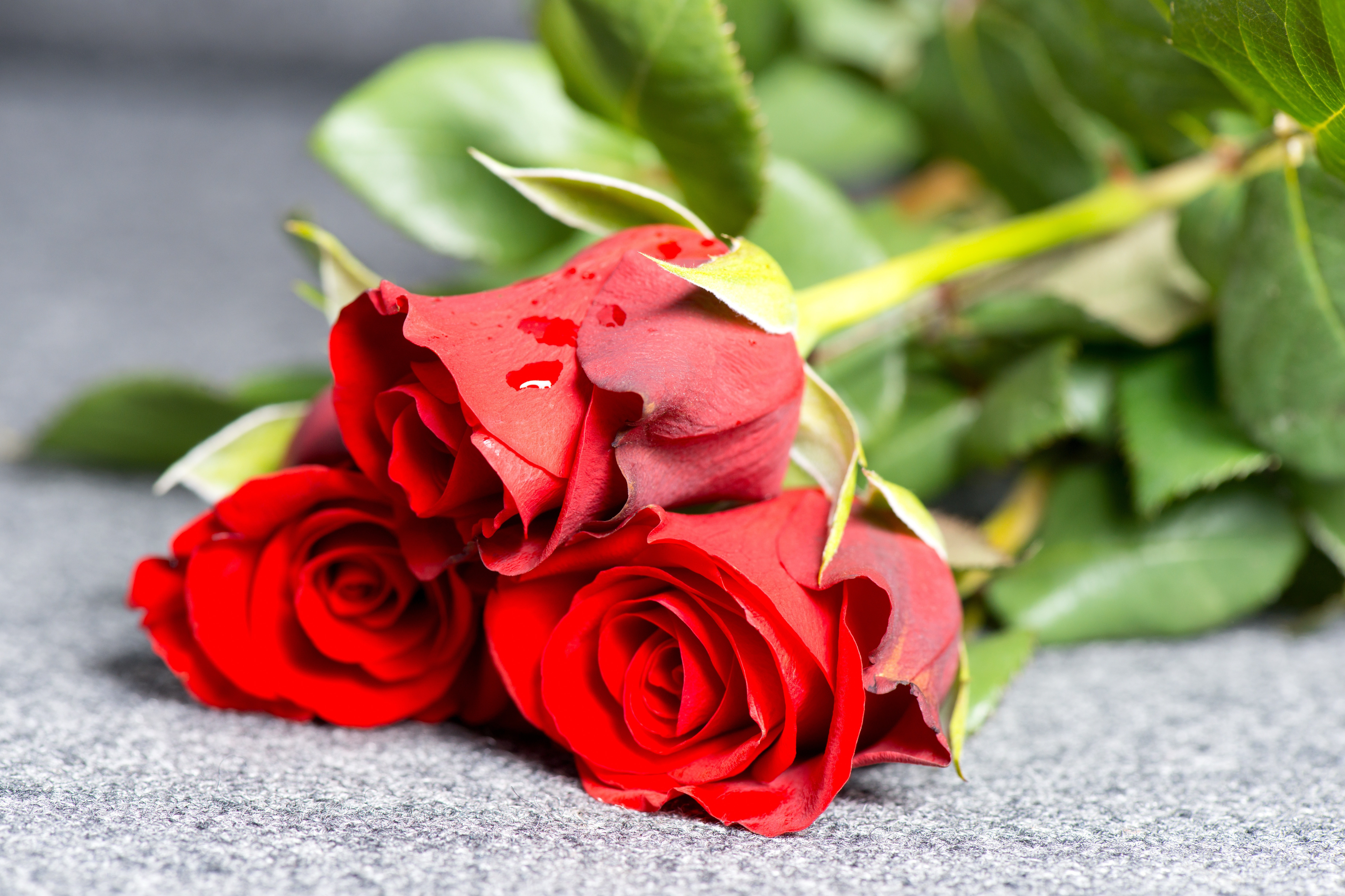 19283134 - three red roses on a grave